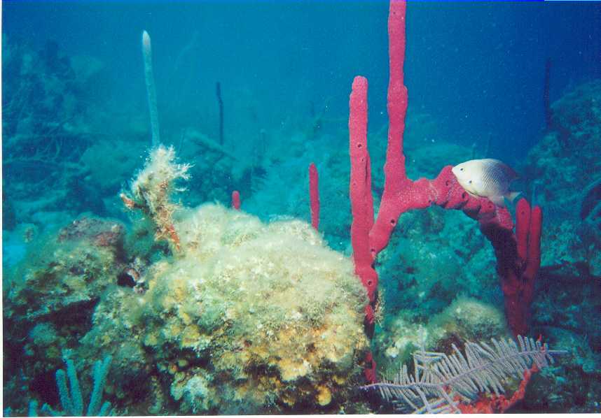 Red Sponge Coral 1