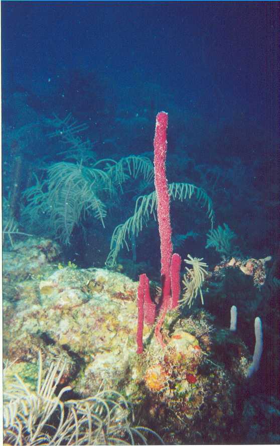 Red Sponge Coral