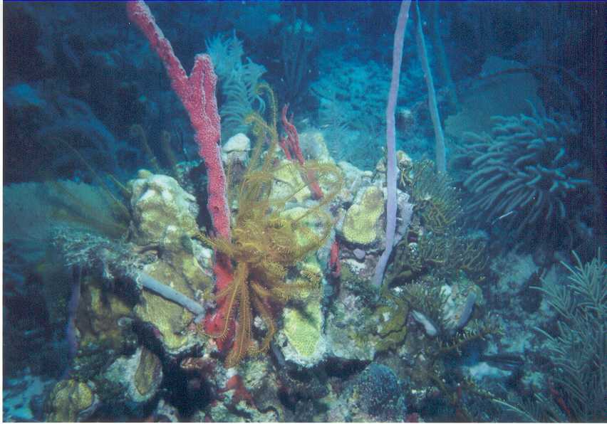 Sponges & Corals