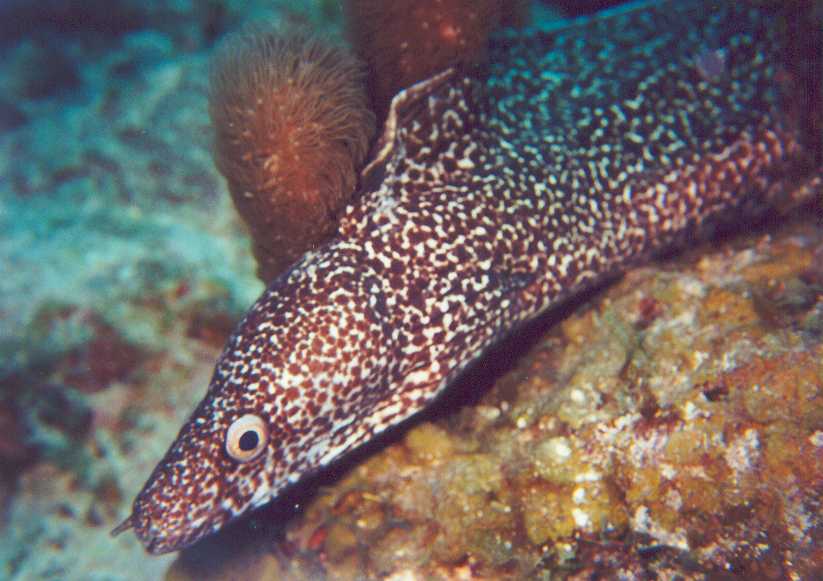 Spotted Eel 1